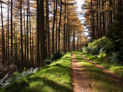 Dignissim lacinia nunc