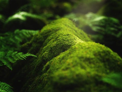 Sed dignissim lacinia