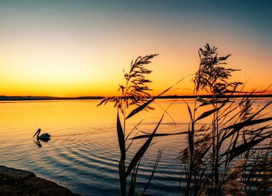 Quisque volutpat velit