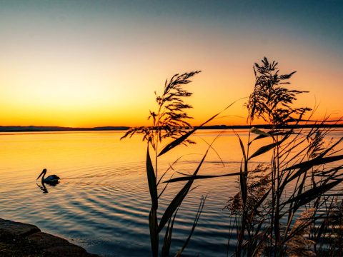 Quisque volutpat velit