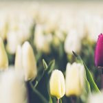 Exploring the Depths of OceanWP Theme A Photography Showcase(New Demo)